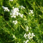 Guía para cultivar y cuidar Pycnanthemum tenuifolium exitosamente