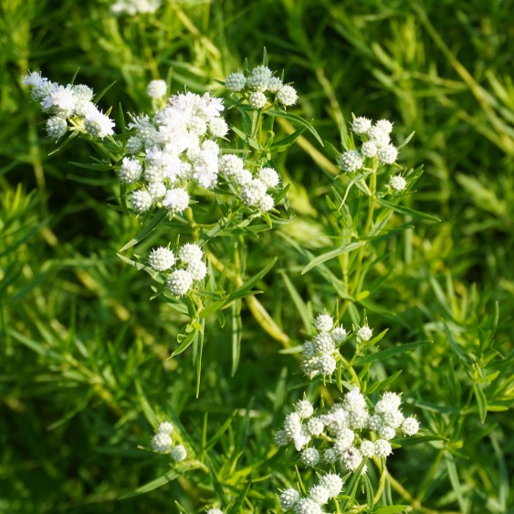 Guía para cultivar y cuidar Pycnanthemum tenuifolium exitosamente