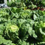Guía para cultivar y cuidar repollo chino ‘Merlot’