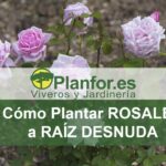 Guía para Cultivar y Cuidar Rosales a Raíz Desnuda