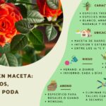 Guía para Cultivar y Cuidar Rosales de Té Híbrido