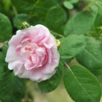 Guía para cultivar y cuidar rosas Great Maiden’s Blush