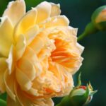 Guía para cultivar y cuidar rosas trepadoras