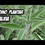 Guía para Cultivar y Cuidar Sabia Blanca en Casa