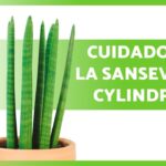 Guía para cultivar y cuidar Sansevieria Cylindrica en casa