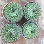 Guía para Cultivar y Cuidar Sempervivum eficientemente