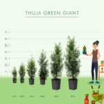 Guía para cultivar y cuidar Thuja ‘Green Giant’ Arborvitae