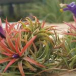 Guía para cultivar y cuidar Tillandsias en casa