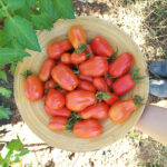 Guía para cultivar y cuidar tomates ‘San Marzano