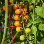 Guía para Cultivar y Cuidar Tomates ‘Sun Gold