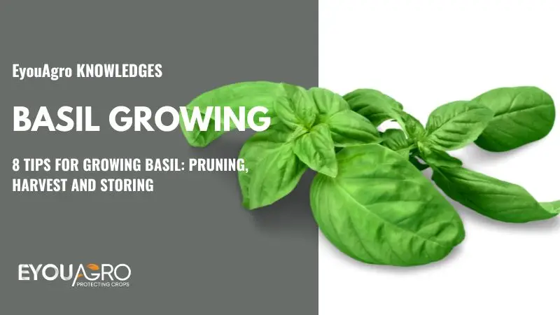 Guía para cultivar y mantener albahaca saludable y fuerte