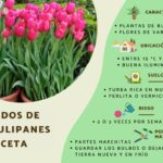 Guía para Cultivar y Mantener Árboles de Tulipán