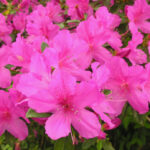 Guía para cultivar y mantener azaleas saludables