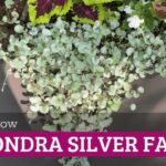 Guía para Cultivar y Mantener Dichondra ‘Silver Falls’ Exitosa