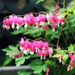 Guía para cultivar y mantener el corazón sangrante del Pacífico