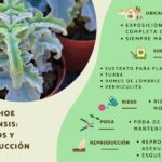 Guía para cultivar y mantener Kalanchoe Beharensis en casa