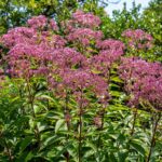 Guía para cultivar y mantener la planta Joe Pye Weed