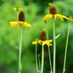 Guía para cultivar y mantener la Rudbeckia Maxima