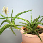 Guía para cultivar y mantener la Sansevieria Ballyi