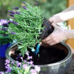 Guía para cultivar y mantener lavanda en tu jardín