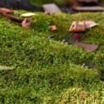 Guía para cultivar y mantener un césped de musgo