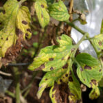 Guía para detectar y tratar la mancha foliar por Septoria