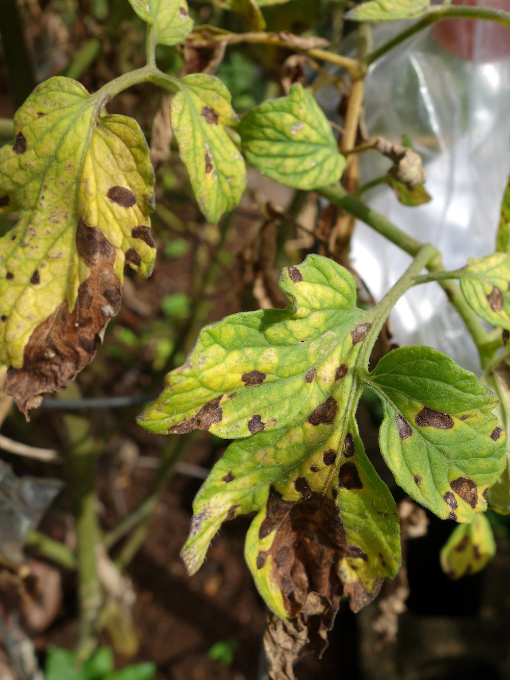Guía para detectar y tratar la mancha foliar por Septoria