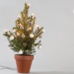 Guía para Elegir Cuidar y Plantar un Árbol de Navidad Vivo