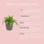 Guía para Enraizar Hijuelos de Cinta: 7 Consejos Expertos