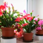 Guía para fertilizar tu cactus navideño y lograr mejores flores