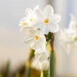 Guía para Forzar Flores de Paperwhite en las Fiestas en 7 Pasos