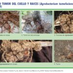 Guía para Identificar Controlar y Prevenir la Agalla del Cuello