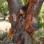Guía para Identificar Prevenir y Tratar el Cáncer Bacteriano en Frutales