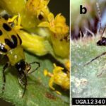 Guía para Identificar y Combatir el Escarabajo del Pepino