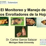 Guía para Identificar y Controlar Enrolladores de Hojas