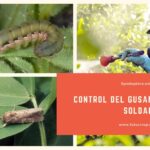 Guía para Identificar y Controlar Gusanos Soldado