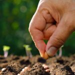Guía para Iniciar la Siembra de Semillas al Aire Libre