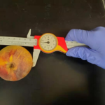 Guía para la Cosecha Óptima de Duraznos: Cuándo y Cómo Recogerlos