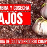 Guía para plantar cultivar y cuidar ajo Romanian Red Hardneck