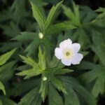 Guía para plantar cultivar y cuidar Anemone Canadensis