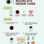 Guía para plantar cultivar y cuidar árboles de aguacate