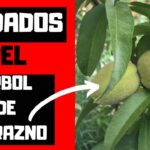 Guía para plantar cultivar y cuidar árboles de durazno