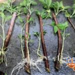 Guía para Plantar Cultivar y Cuidar Arbustos de Saúco