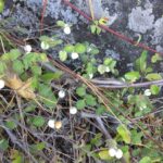 Guía para plantar cultivar y cuidar arbustos de snowberry