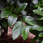 Guía para plantar cultivar y cuidar arbustos de viburnum