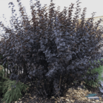 Guía para plantar cultivar y cuidar arbustos ninebark
