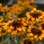 Guía para plantar cultivar y cuidar Brown-Eyed Susans
