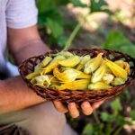 Guía para plantar cultivar y cuidar calabaza kabocha