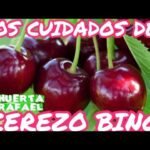 Guía para plantar cultivar y cuidar cerezos ‘Bing’