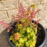 Guía para plantar cultivar y cuidar Coral Bells (Heuchera)